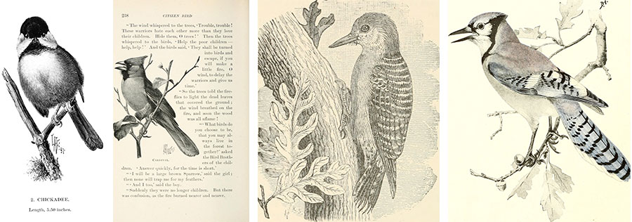 Public domain illustrations